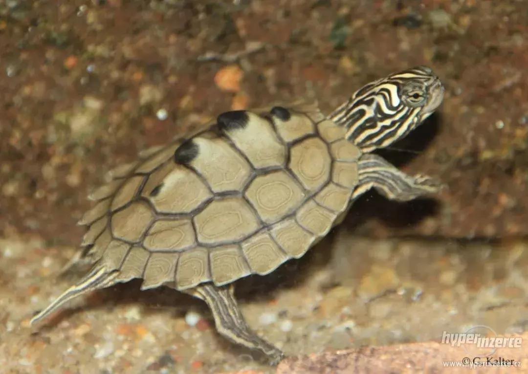 地图龟12cm成年了么,地图龟14到15厘米能生蛋吗