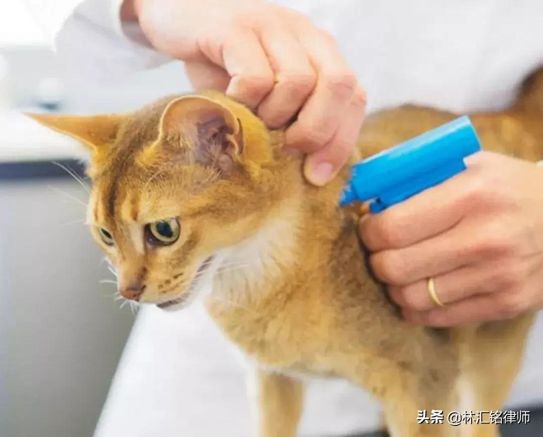 动物饲养人承担无过错责任,养宠物需要规避什么