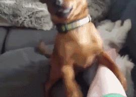 狗子吃醋女朋友,狗子喜欢女朋友怎么办