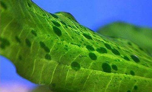 鱼缸除藻最有效的方法,鱼缸除藻最佳方法