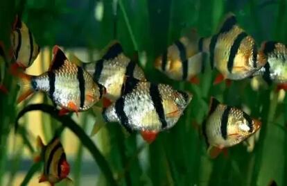 最嘴贱的观赏鱼,嘴很贱的观赏鱼有哪些