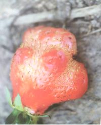 福建草莓露天种植全过程,露天草莓种植管理技术和方法