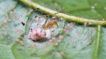虎毒不食子，小蜘蛛为什么却要吃掉自己的母亲呢？