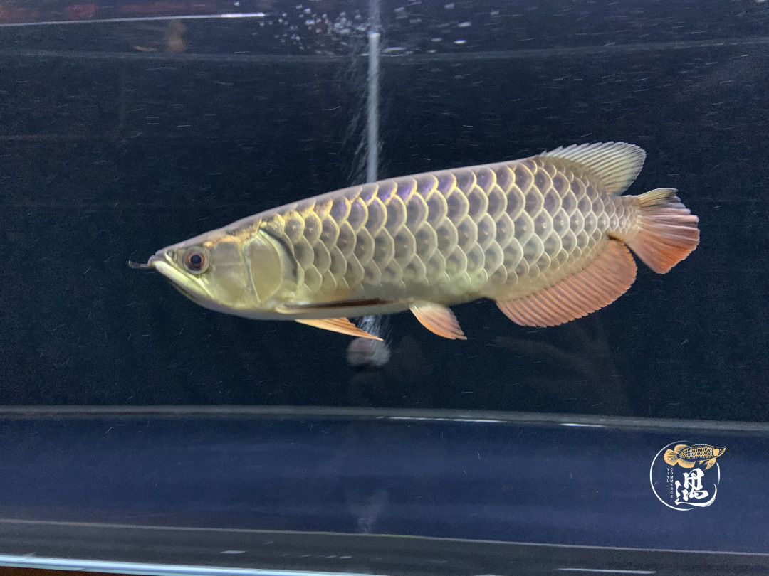 龙鱼不喂大麦虫后拒食,龙鱼要买高背还是过背的