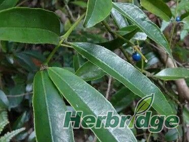 植物类天然香料,最香的食用天然植物香料