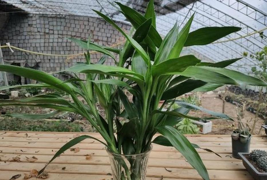 适合养在室内的植物寓意好的,室内适合养什么植物对家庭比较好