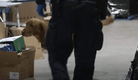 澳洲华人被骗案例,澳洲奶粉代购被抓