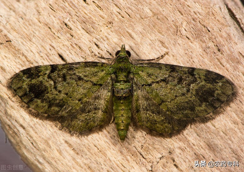 尺蠖捕食,尺蠖是害虫吗