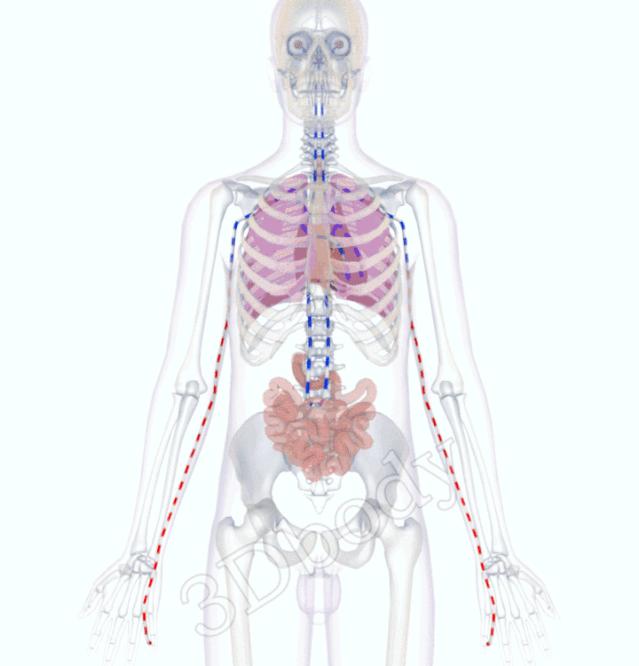 最新经络图精美3d动态循行图,经络3d动态循行图怎样制作