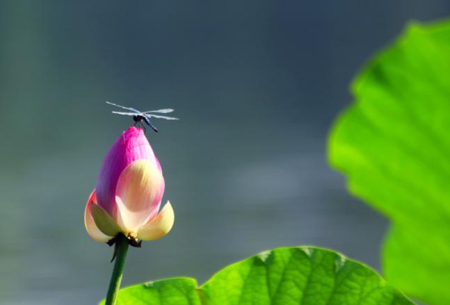 古人写动物的诗句有鸣叫的蝉,昆虫的诗句最经典