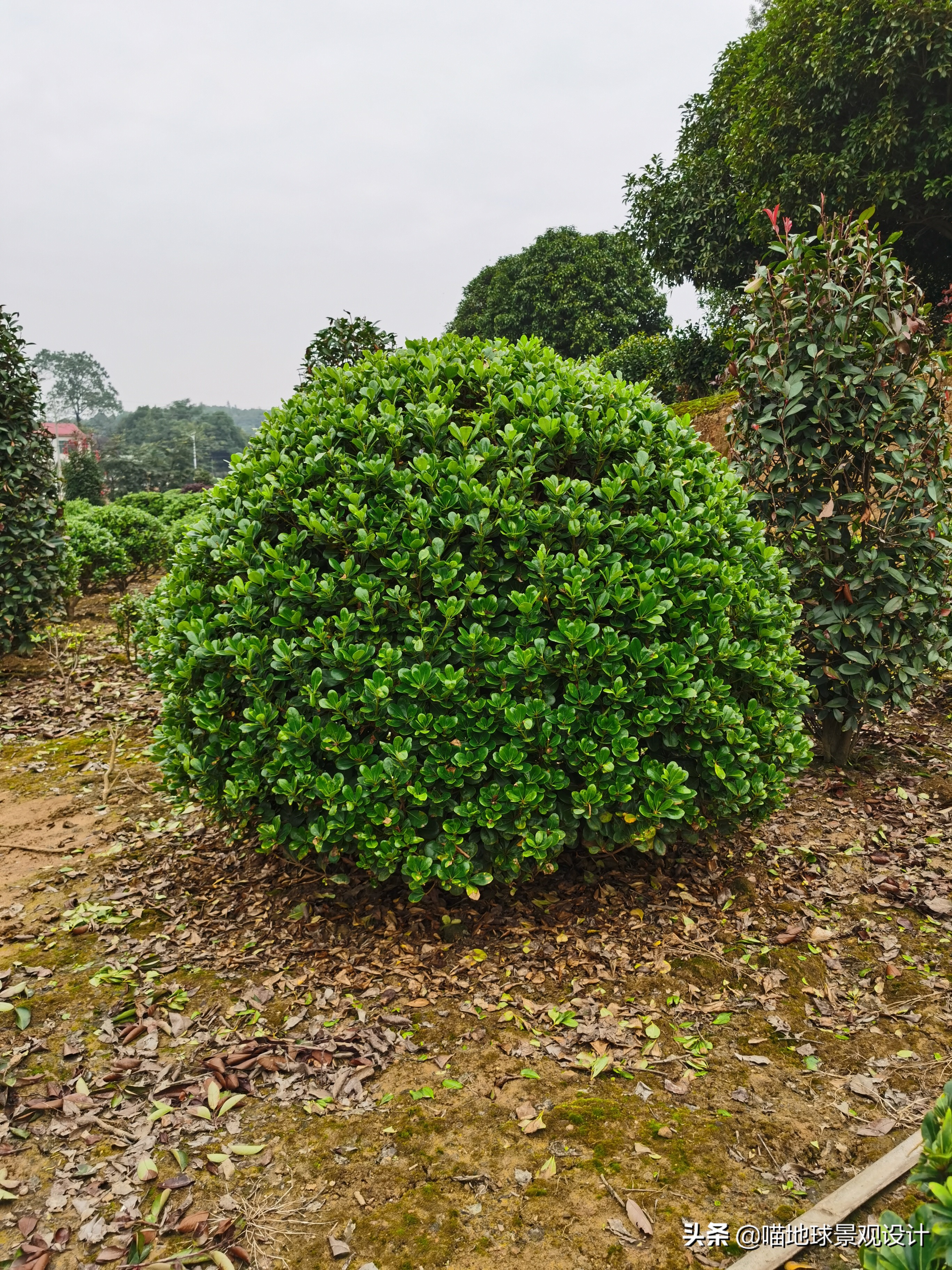 灌木球类植物,灌木植物种类及图片