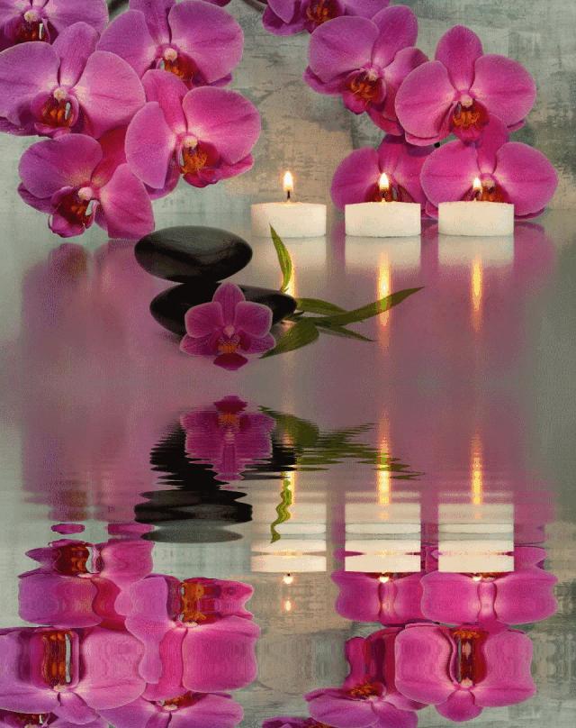 几十张绝美的图,绝美花的倒影100张图片