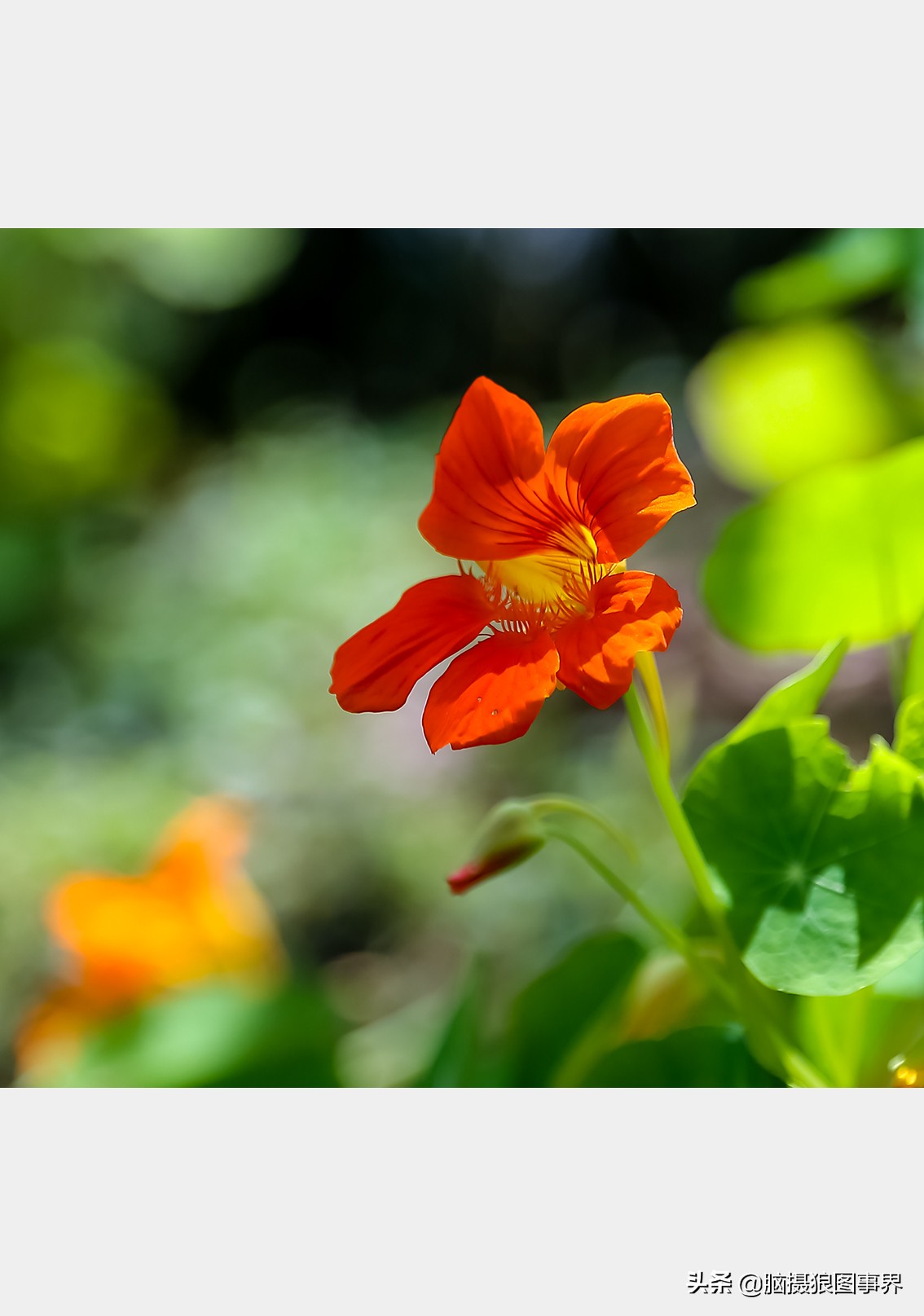 佳能24105红圈镜头测评,佳能24105红圈镜头价位