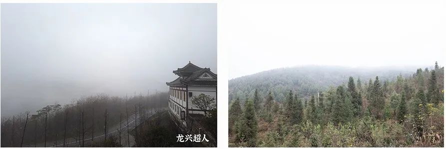 安徽道地药材天麻,天麻的道地药材