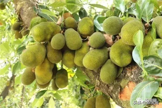 这种“贫民水果”，竟让泰国、印度、英国爆发了一场“键盘战”