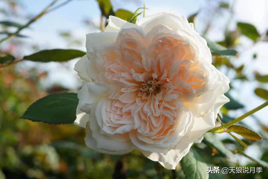 优雅女士月季花,奇葩月季品种图片