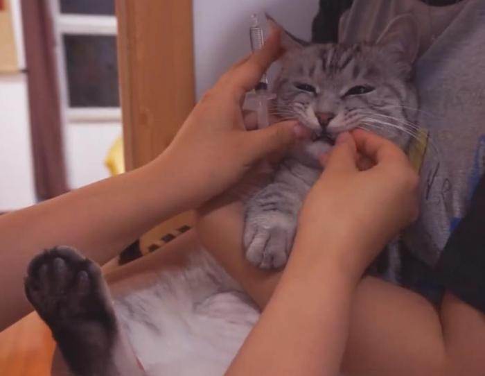 怎样喂养猫咪注意事项有哪些,怎样疼爱猫咪