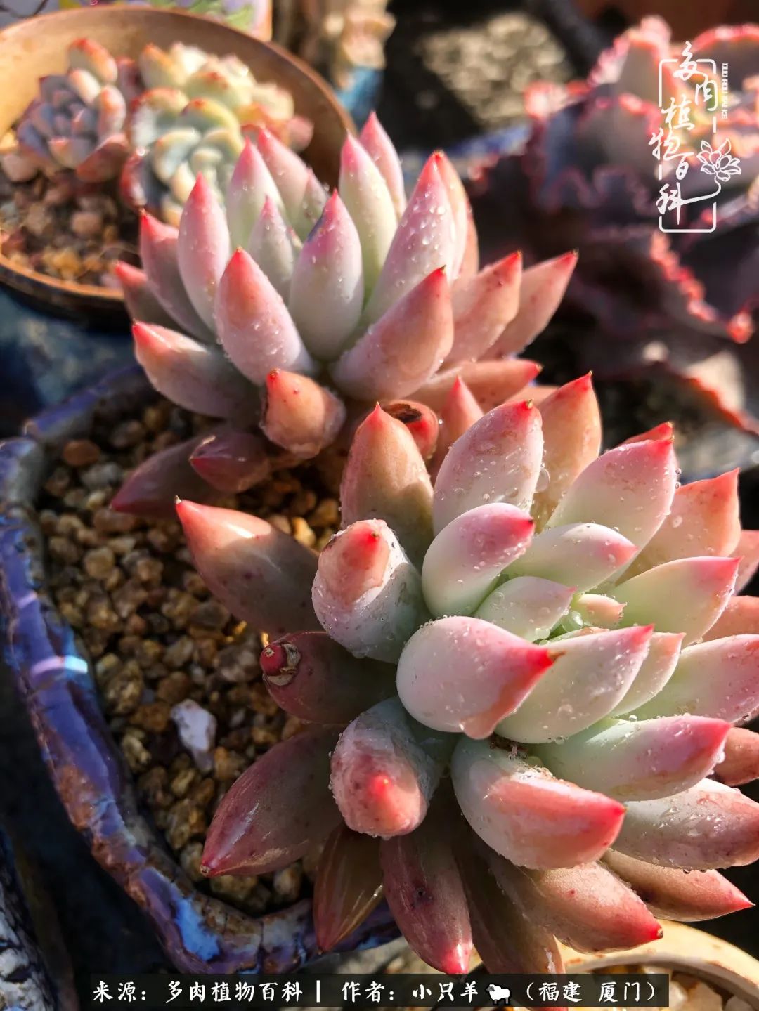 大城小爱:养多肉是个愉快的过程,种下去就有了无尽的期待