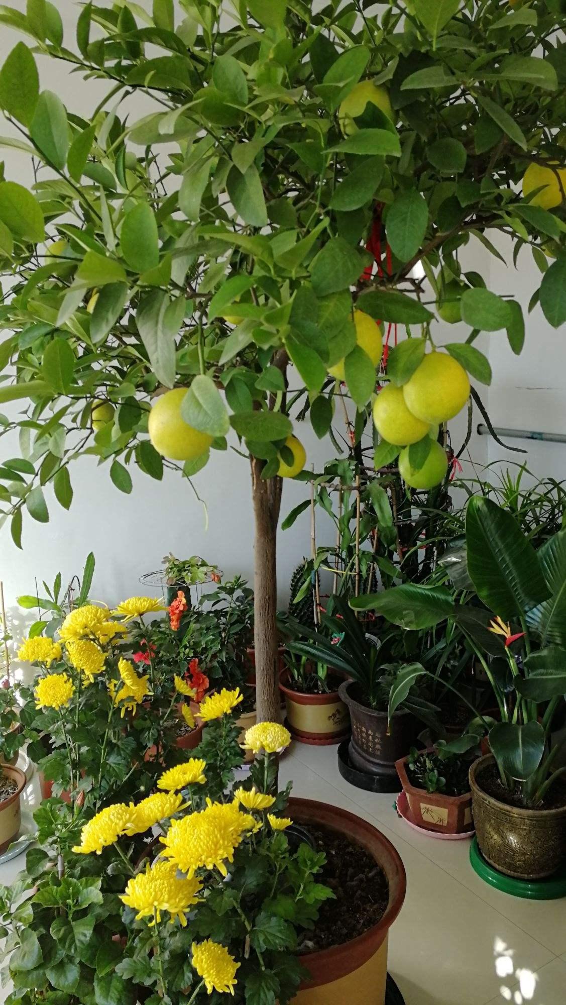 9种“健康花”,客厅一放,吸废气又高档,旺家更旺人