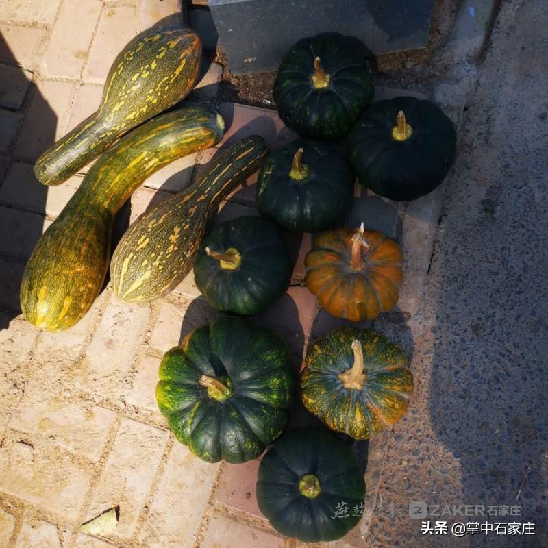 天路赏红叶自驾游古村落暨汽车特色农产品跨界行销活动顺利举行