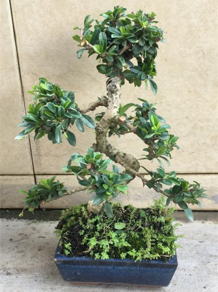 新手也能学会的修剪盆景技巧,枸杞盆景修剪技巧图解