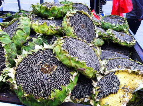 过年瓜子哪个好吃,过年嗑什么瓜子最好吃