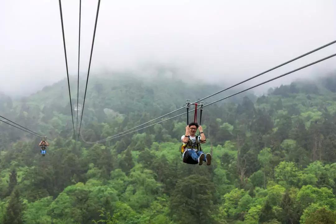万亩杜鹃花开！邂逅野生水鹿，观云海住树屋，成都自驾3.5h就到！