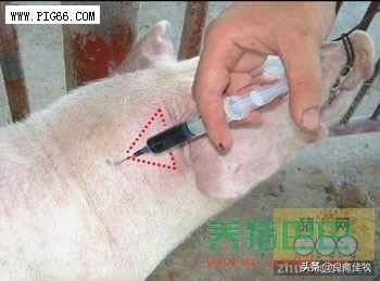 猪圆环病毒病对猪群的危害有多大,猪圆环病毒渗出性皮炎怎么治疗