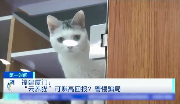养猫被骗报警了,网络养猫被骗案