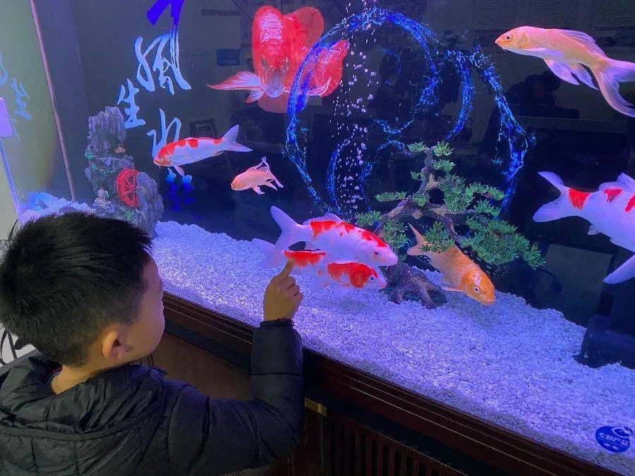 小朋友最适合养的十大动物,宠物家庭适合新手养的三种动物