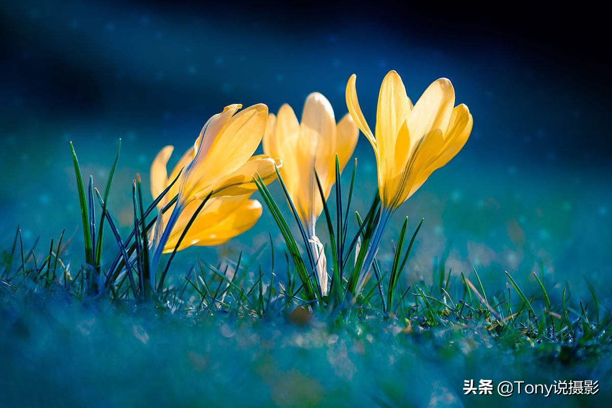 vivo手机微距拍摄技巧,手机微距拍摄技巧视频教程