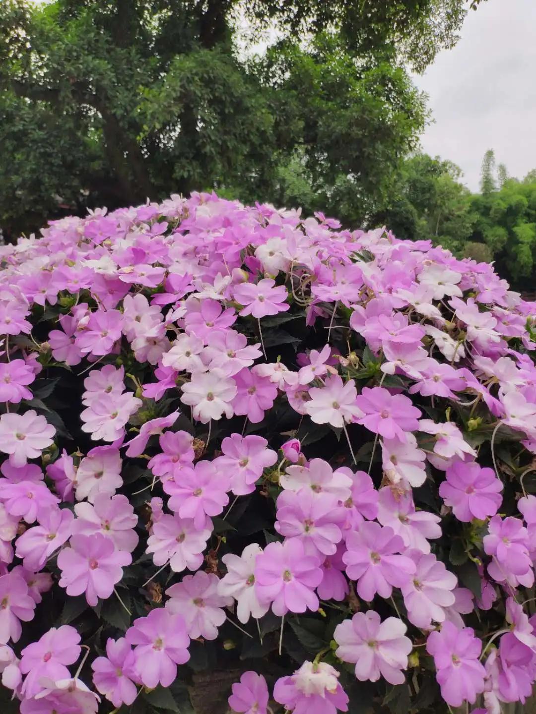 波斯菊孔雀草花海,波斯菊向日葵