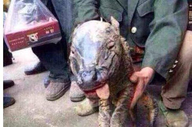 牛生麒麟猪生大象是什么征兆,牛生麒麟猪生象是什么意思啊