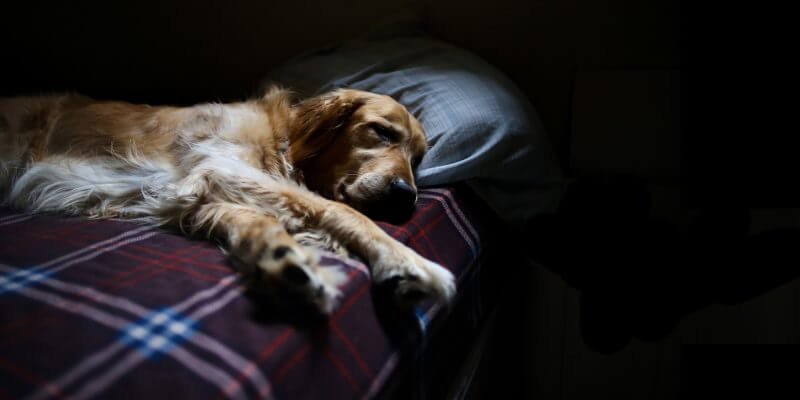 狗狗意外怀孕如何终止,狗狗怀孕怎么能安全流产