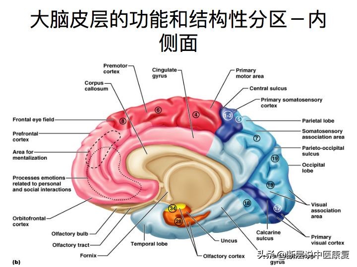 中枢神经系统断层解剖讲解,中枢神经3d解剖动画