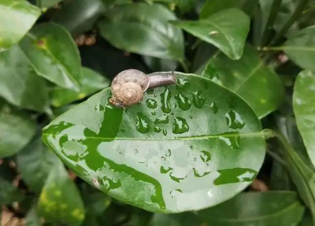 柑橘12月有什么病害虫害,柑橘全年病害虫害最新防治方法