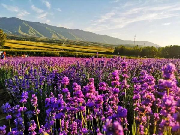 按摩精油的功效与作用,艾草精油的功效与作用