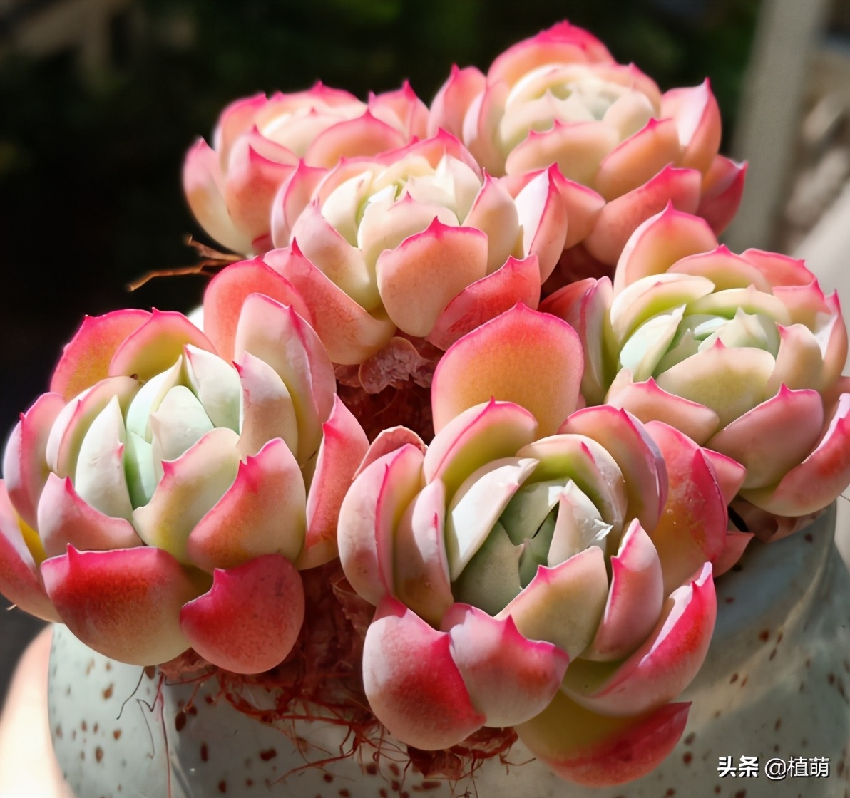 多肉贝瑞变绿爆头还会香吗,多肉贝瑞长了花剑