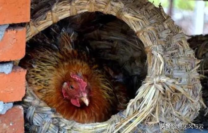公鸡是怎么让母鸡生宝宝的,公鸡是怎么让母鸡怀孕