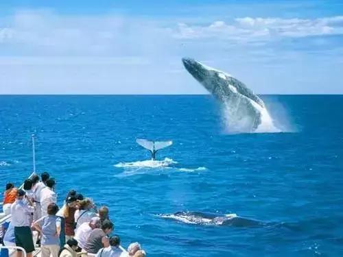 澳大利亚海洋生物旅游,澳大利亚海上游