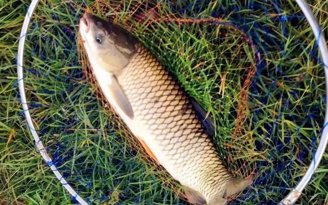 子线打卷原因,子线总是打卷怎么办