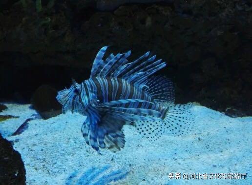 海洋公园特价35元起,快来唤醒来自世界各地的海洋居民吧!