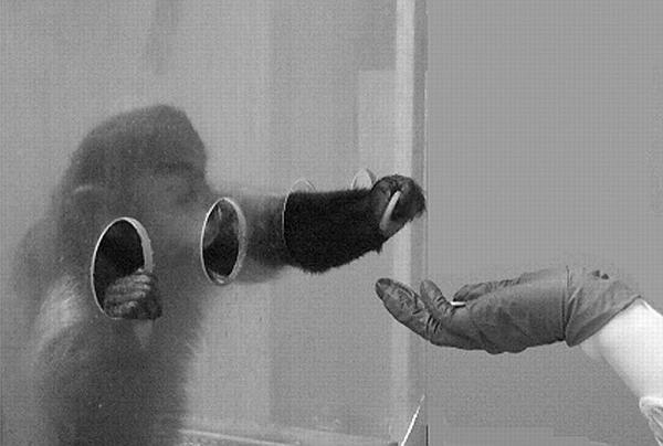 卷尾猴智商有多高,卷尾猴拿石头砸窗户