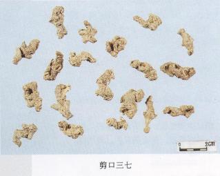 怎样辨别三七真假最简单的方法,真假三七粉如何辨别