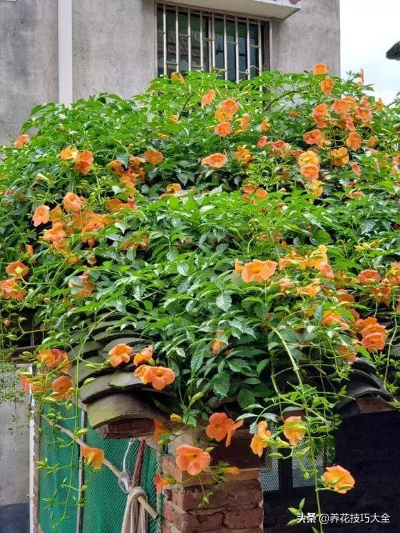 这十种爬藤花一开就是三年,3种极品爬藤花30天爬满庭院农村
