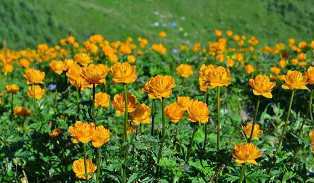 金莲花长什么样,植物百科月季花