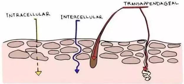 减肥沐浴露真的好使吗,用瘦身沐浴露真的可以瘦身吗