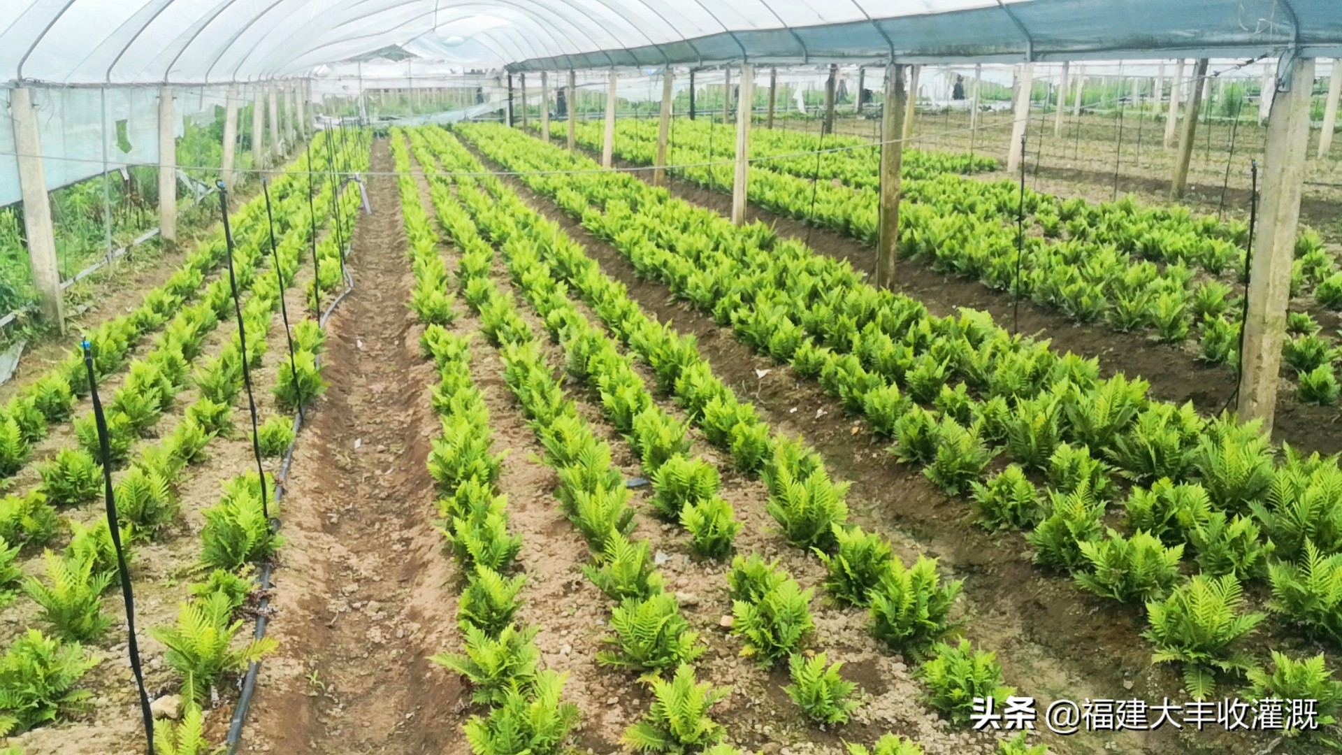 微喷注意事项,微喷带怎么使用