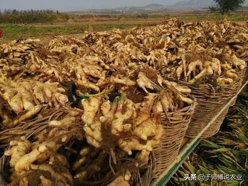 姜友们，可以换一种思路来挣钱