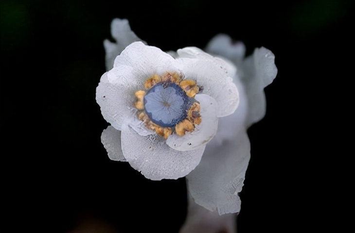野生水晶兰是国家几级保护植物,江西贵溪发现罕见植物水晶兰